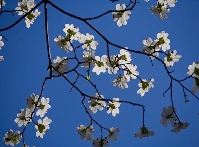 White dogwood blossoms against a clear blue sky.